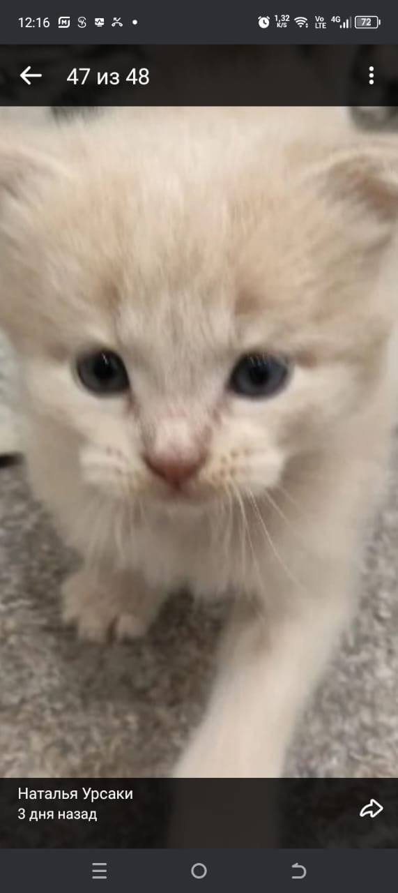 Отдам, мальчик, к лотку приучен,