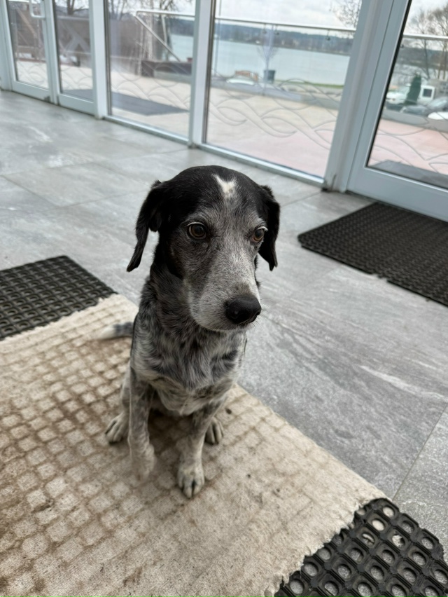 Чей малыш сидит в бригантине ??? Дрожит, видно что домаш?...