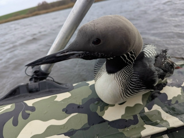 ❤ Трогательная история спасения чернозобой гагары пр?...