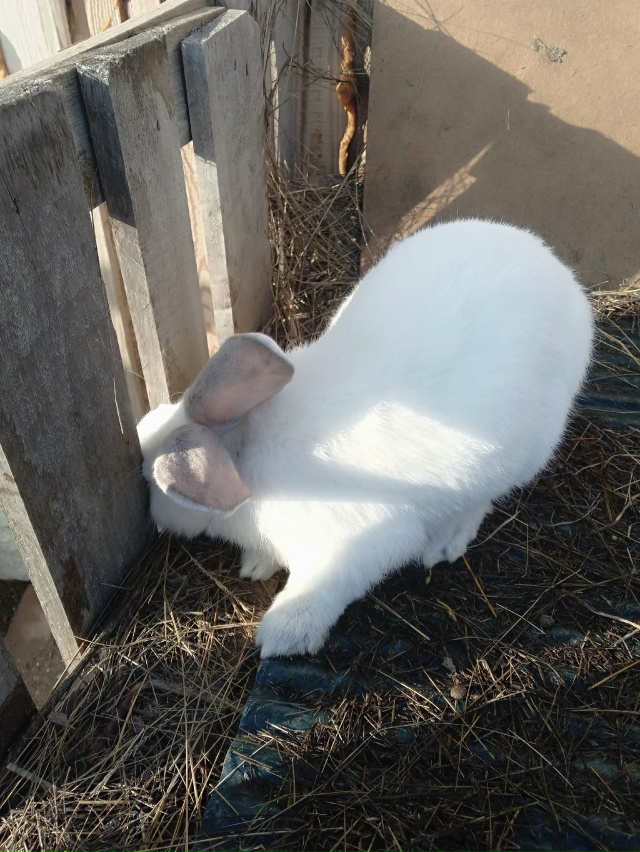 Продам двух крольчих и крола колифорнейской породы и ш...