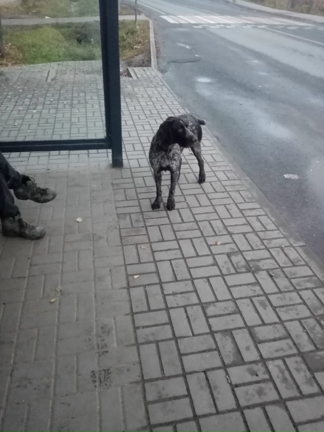 Бегает в районе рольмы у бани, 7:00 утра, на ошейнике серд...
