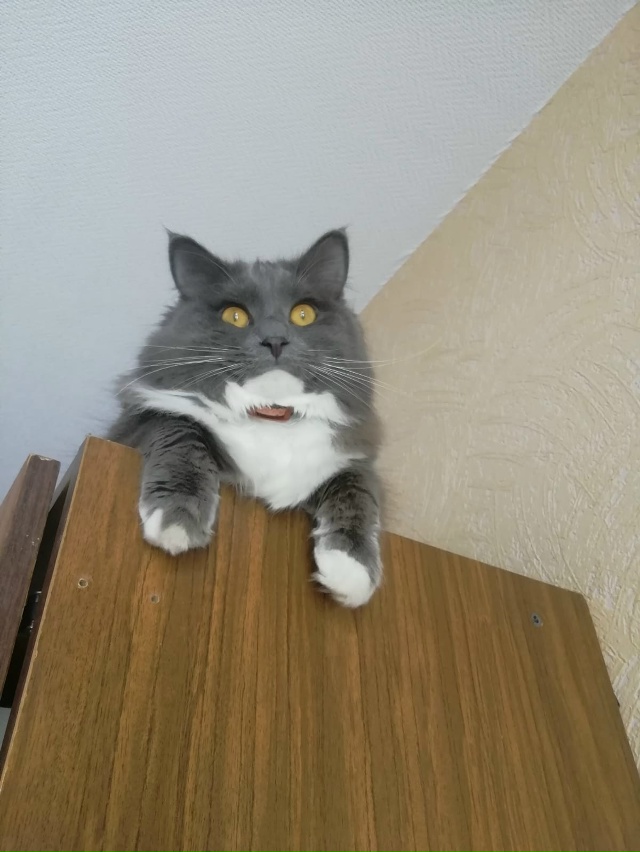 Пропустите, пожалуйста! Потерялся кот, район Никольско...