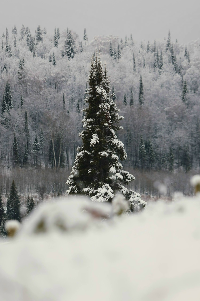 Леса Урала превращаются в сказочные пейзажи — на фото ...