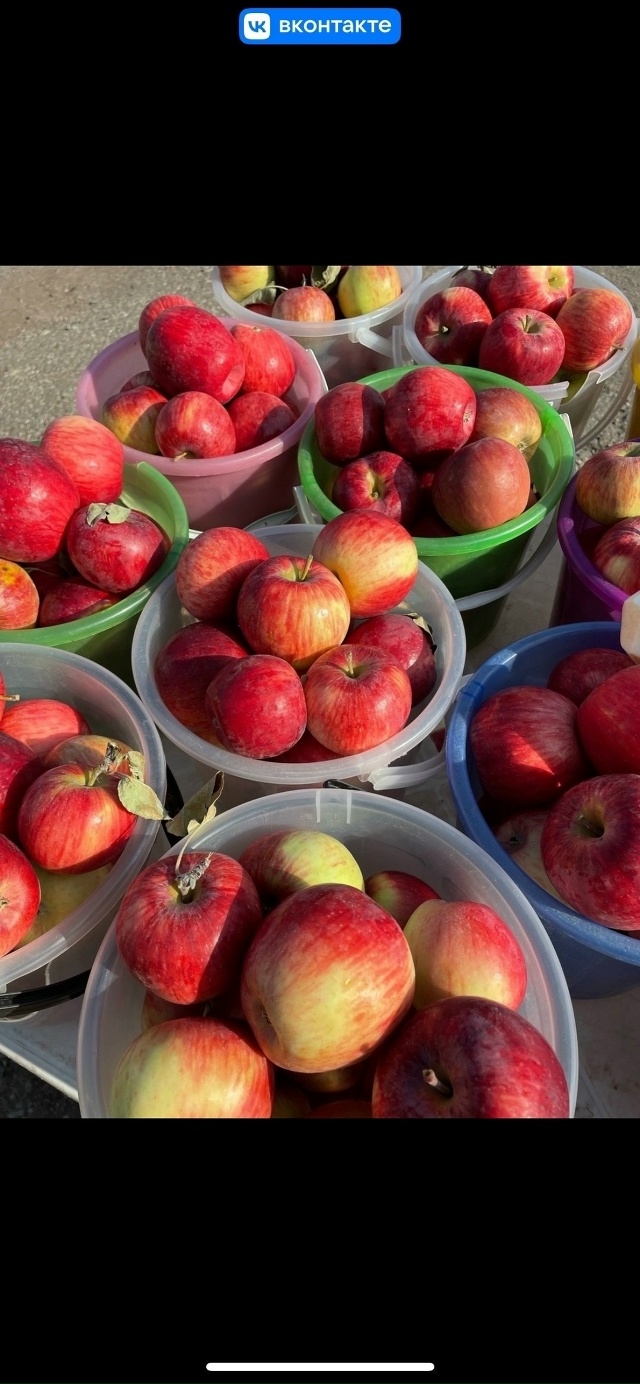 Дорогие друзья! С. КРАСНОУСОЛЬСКИЙ🍎🍐ПРИЕДЕМ НА ЯРМА?...