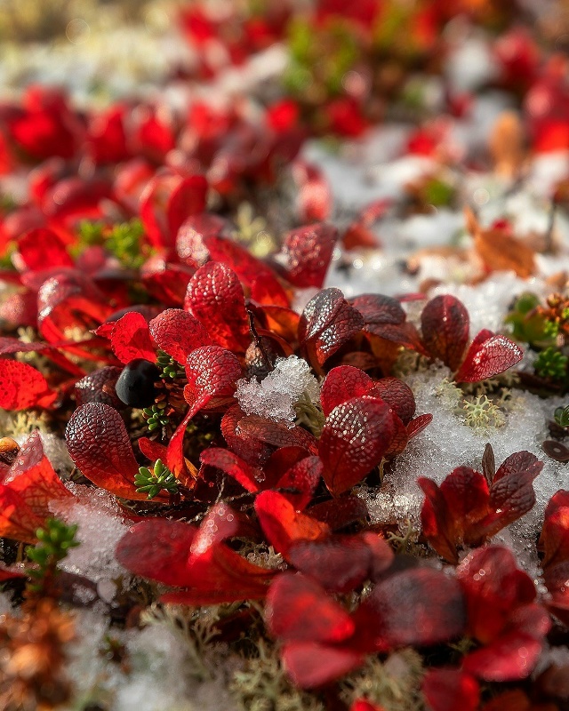 Мурманская область 🇷🇺