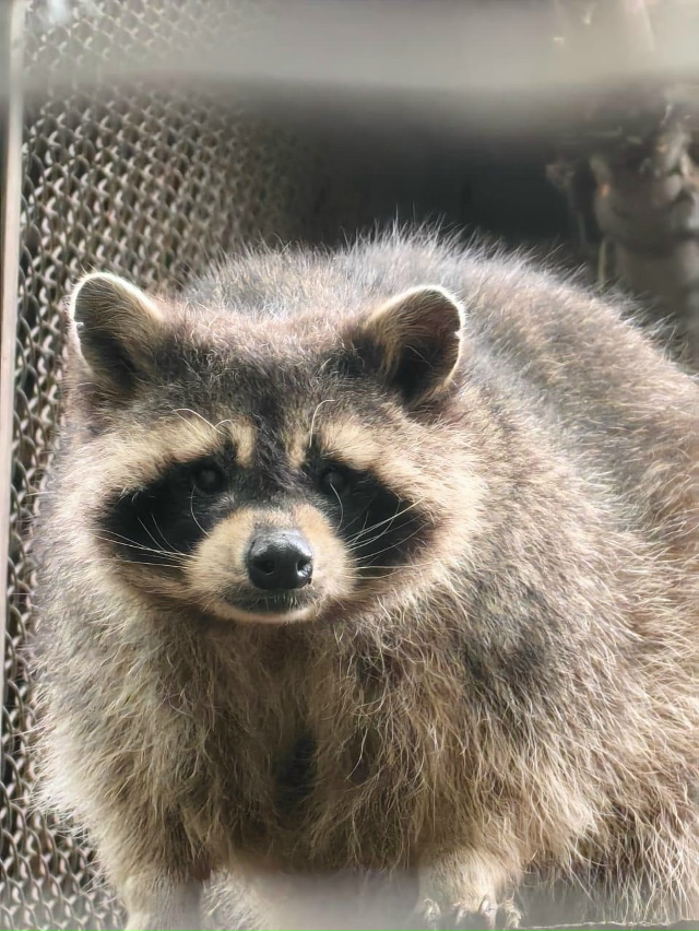 В Екатеринбургском зоопарке животные активно готовят?...