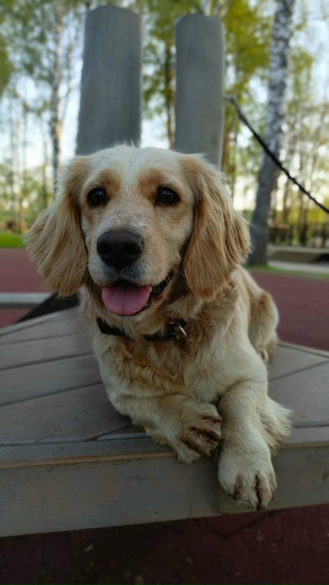 пропала собака
зовут Кнопа, очень добрая и умная, люби?...