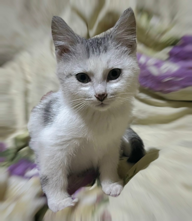 Отдам котят в добрые руки. Два мальчика, на вид месяца т...