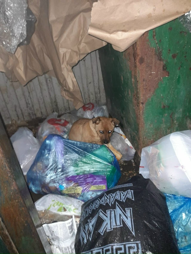 Кто выкинул щенка? Находится на мусорке в сетях ближе к...