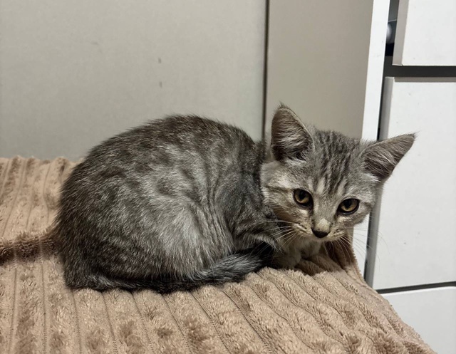 Отдам котят в добрые руки, приучены к лотку, домашние, в...