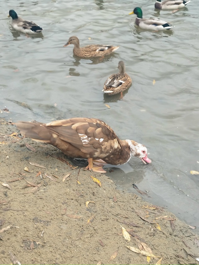 ‼️ Индоутка🦆? Набережная