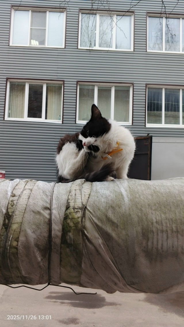 Котенок у дом быта, видно что домашний, может у кого убе...