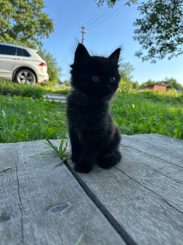 Котята очень ищут свой дом, чужая кошка принесла котят,...