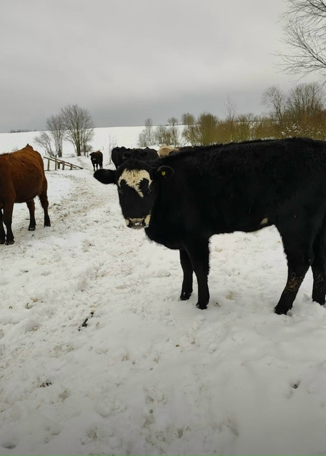 Потерялся телёнок , где-то примерно улица Мопра , том ро...