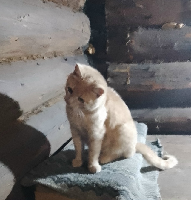 Здравствуйте, пропал кот неделю назад, последний раз с?...