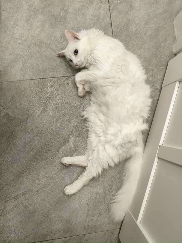 Это #КотянСутоевич или коврик в ванной?