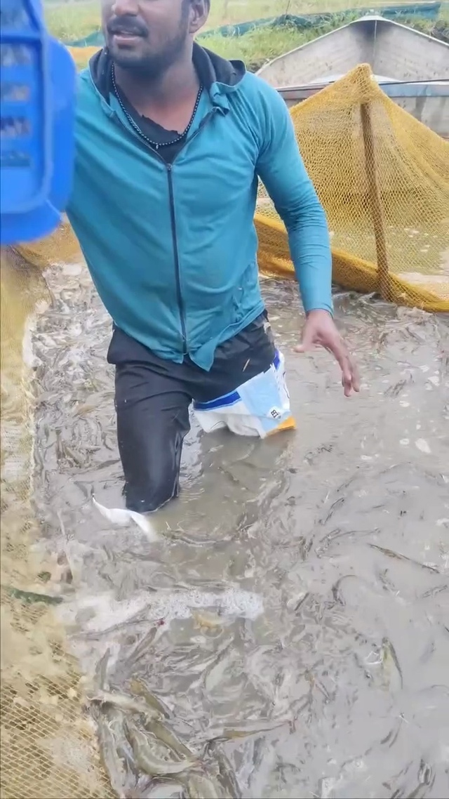 Выращивание креветок