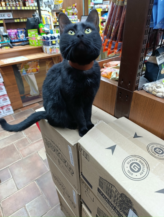 🐈 Кто потерял кота?
Забежал в КБ на Строителей 35, ждет ...