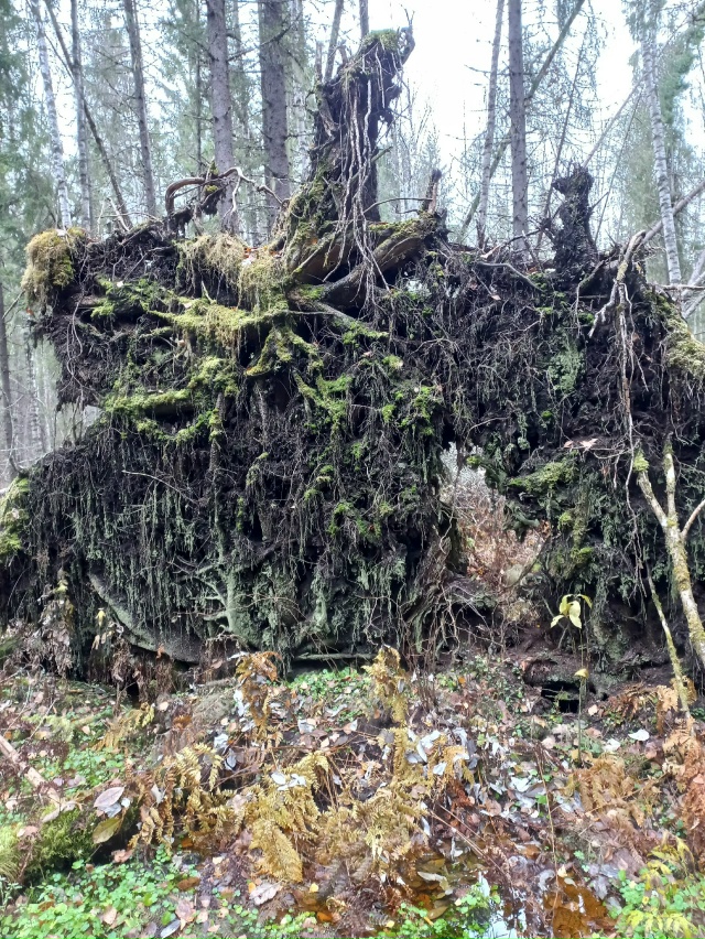 Мой компас азимут назначил:
Шагать на север через лес!
?...