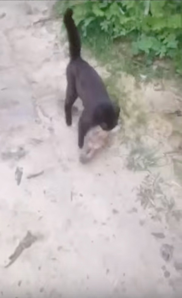 Кот-охотник какой-то получается!