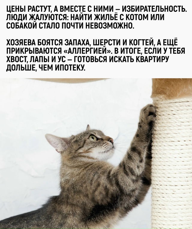 В России проще купить квартиру с ипотекой, чем арендов?...