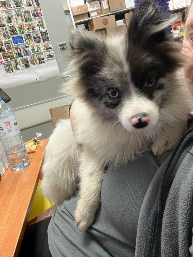 Помогите пожалуйста
Нашелся песель, забежал в магазин...