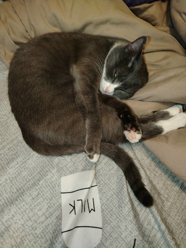 Может видел кто то эту кошечку по кличке Вася, в районе ...