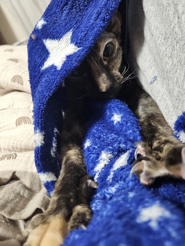 неугомонная бибизяна Никта