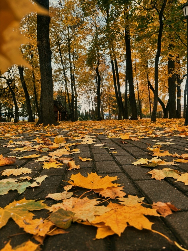 🍁🍁🍁