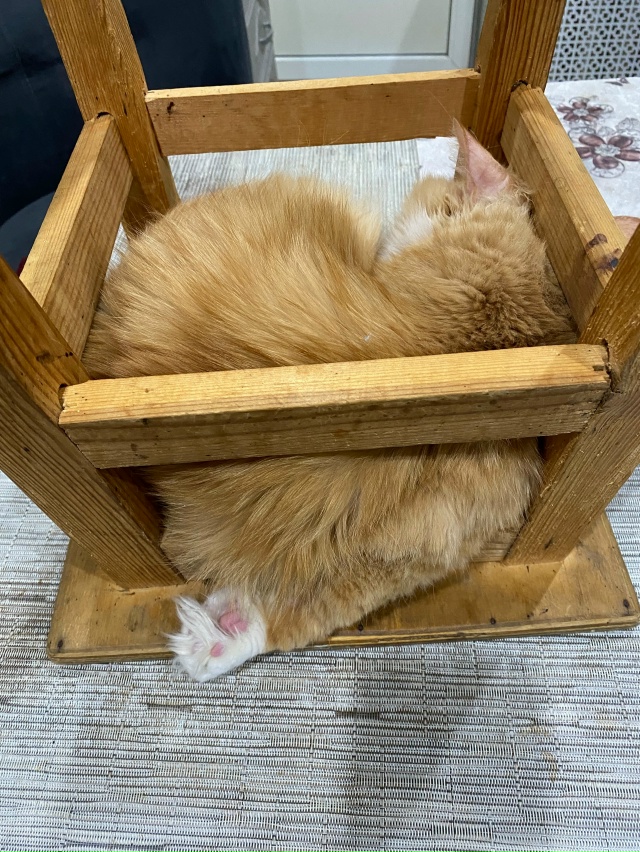 Любимое место сна!