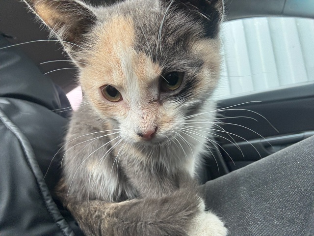 Прошу пристроить котенка, девочка
Ласковая, сама проси...