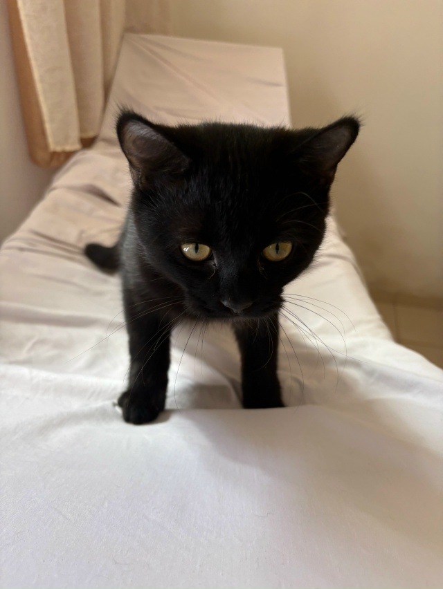 Кузинька. Бог дивана и начальник кровати 🖤