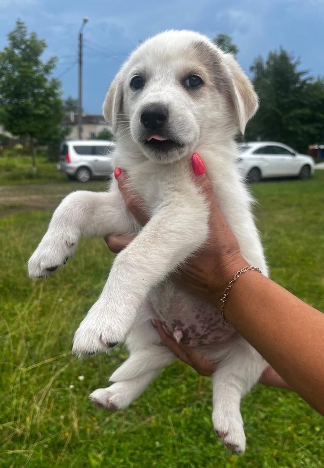 Срочно! Ищем дом малышам 🐶
Буду очень признательна, е?...