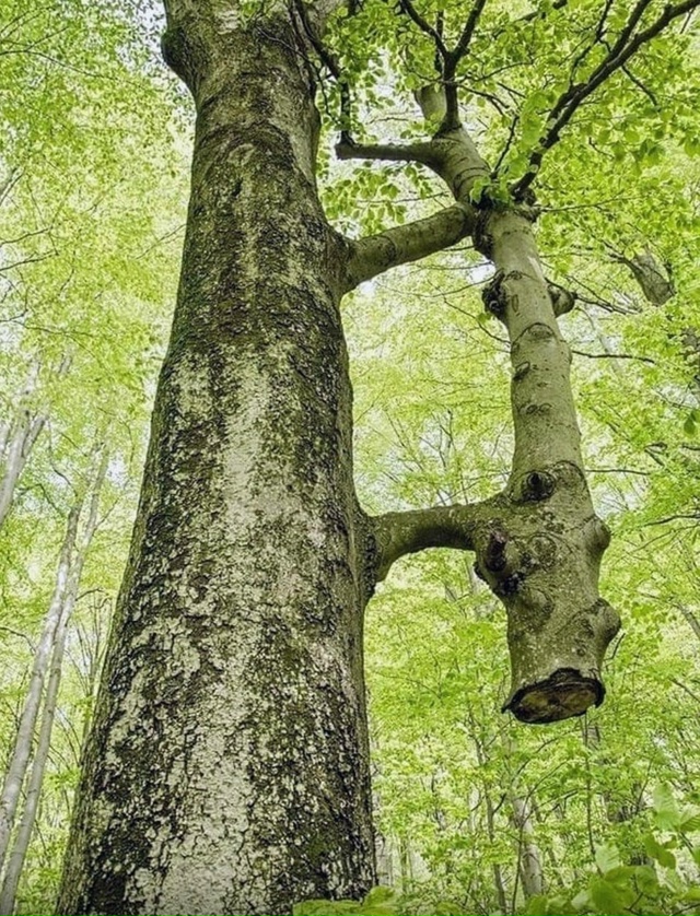 Уникальное природное явление.