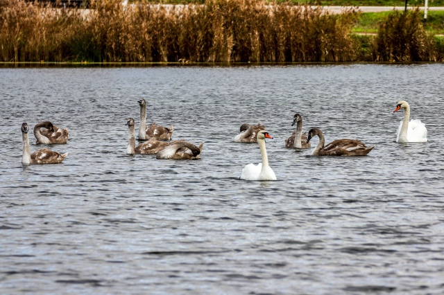 Осенняя красота пруда (с.Орда) ???
