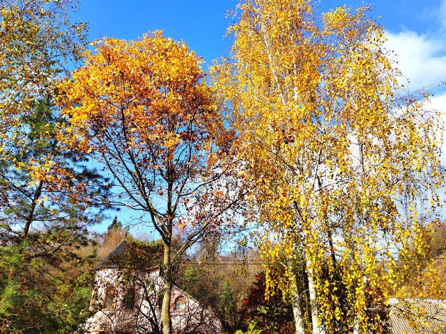 Выходит, что осень опять покидает,
Листвой золотою Тру?...