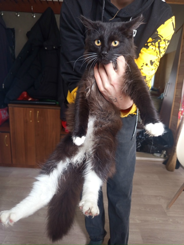 Аноним. Отдадим в хорошие руки два котенка кот и мама к?...