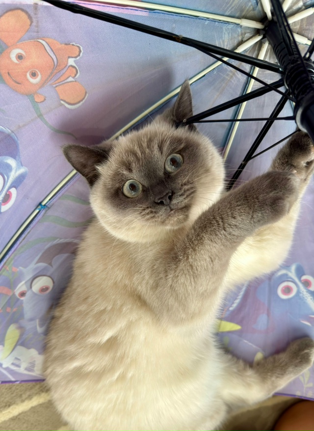 Опубликуйте пожалуйста 🙏
🐈 7 ноября пропала молодая ?...