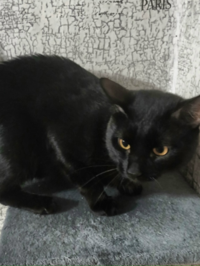 Отдам в добрые руки двух котиков , 1 год .89022478162