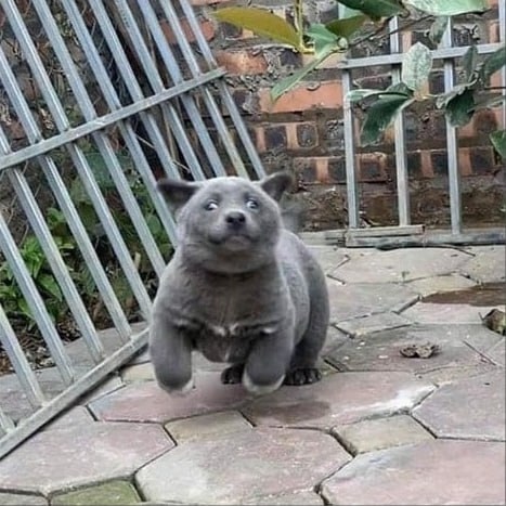 — Это у вас собака или медвежонок?
— Да.