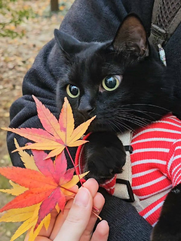 Осенняя фотосессия