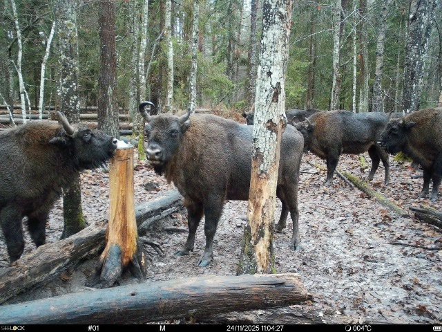 ‼️ В заповеднике «Брянский лес» обустроили солонцы д?...