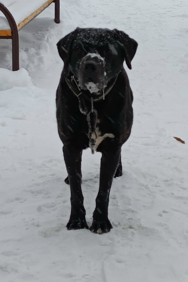 Добрый день. Чья потеряшка? Бегает в микрорайоне 60 лет ?...