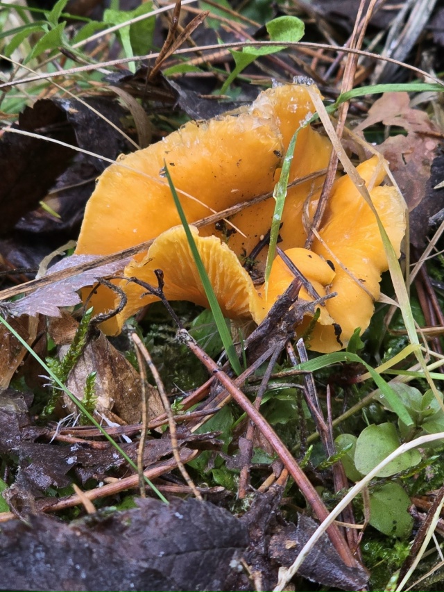 В волоколамских лесах снова появились лисички. Грибни?...