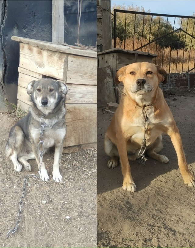 Отдам бесплатно собак
Мальчики, дружные, до 3х лет обои?...