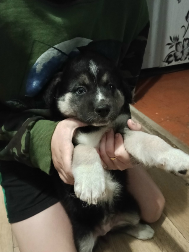 Срочно отдадим в добрые руки щенков, мама хаски папа ла...