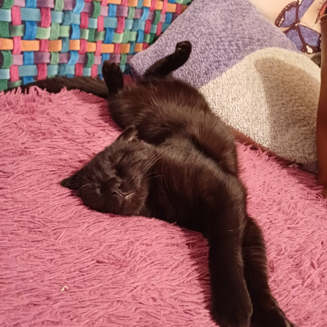 ❗Отдам кошечку в добрые руки❗
Кошечке 7 месяцев, откли...