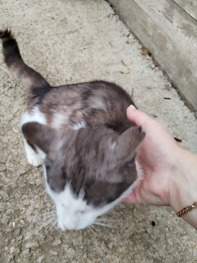 Пришёл кот, может кто-то ищет??? д. Павлищево