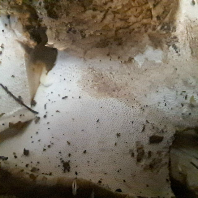 Добрый вечер!
Подскажите пожалуйста, какие это грибы? ?...