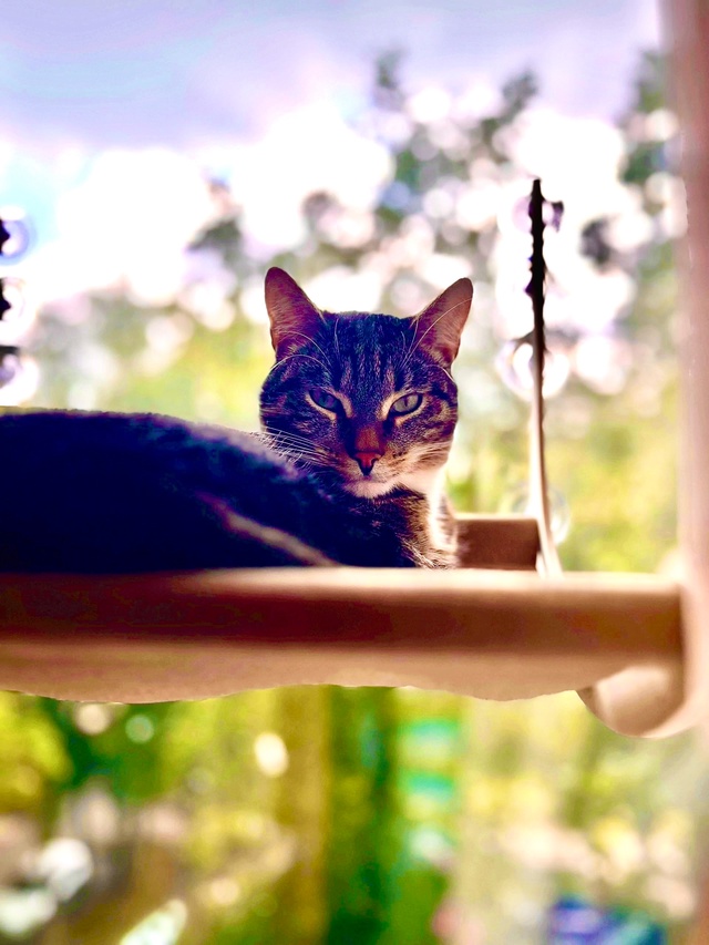Максик на окошке 🐈‍⬛